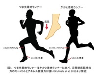 つま先着地ランナーはかかと着地ランナーに比べ、足関節底屈時の力のモーメントとアキレス腱張力が強い